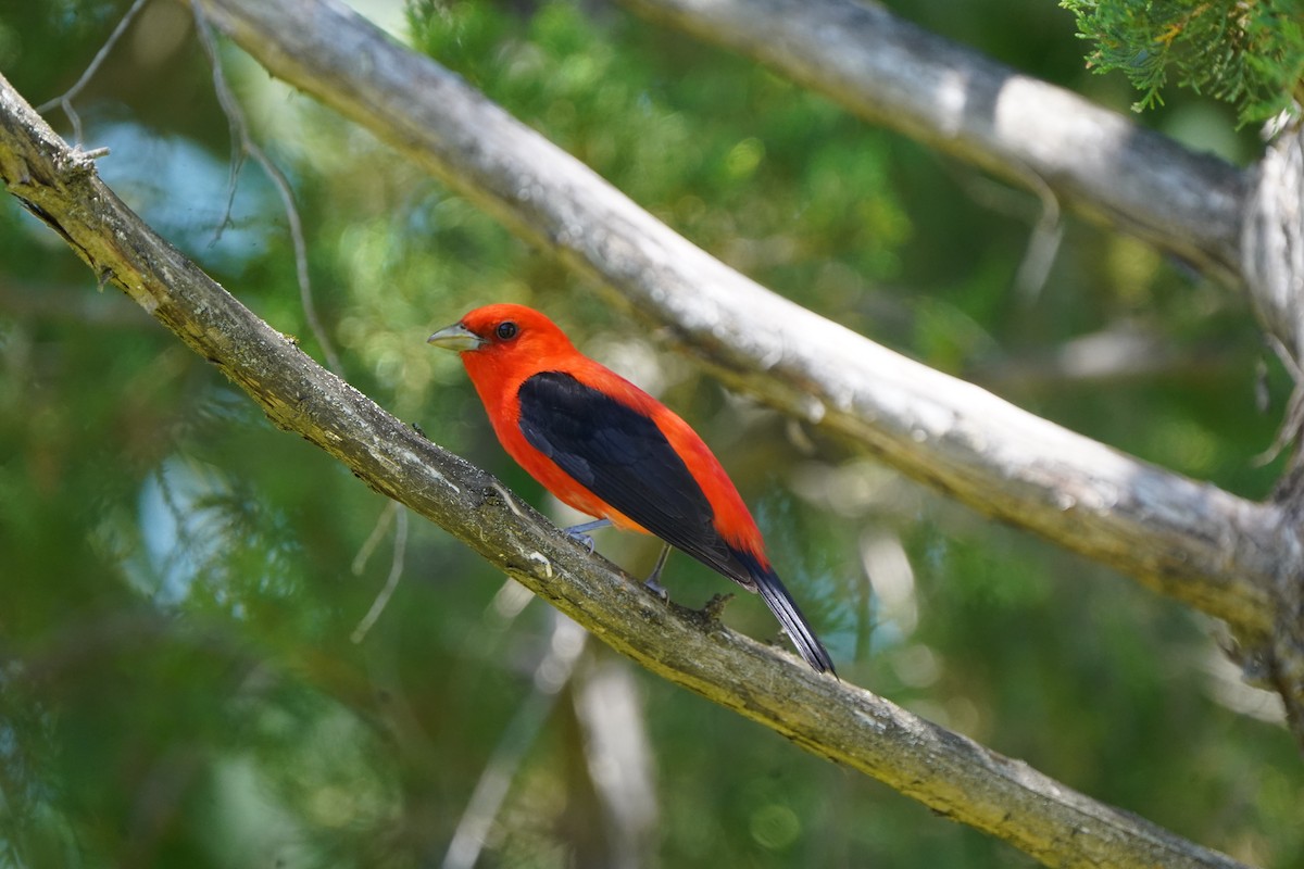 Scarlet Tanager - ML620471707