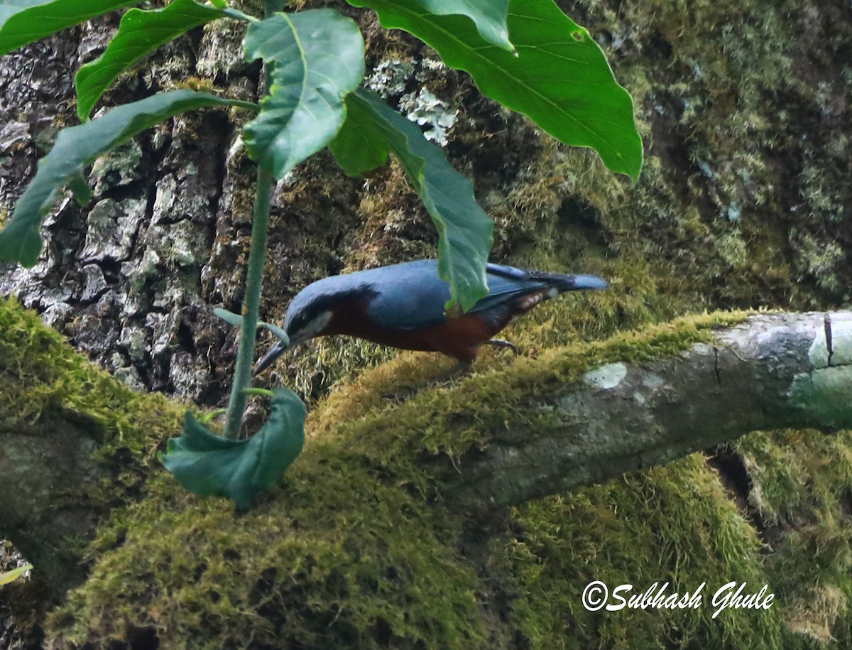 Chestnut-bellied Nuthatch - ML620471710