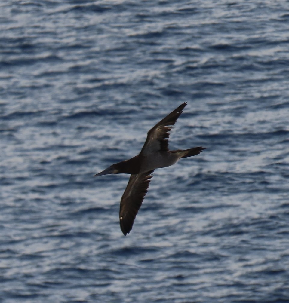 Brown Booby - ML620471712