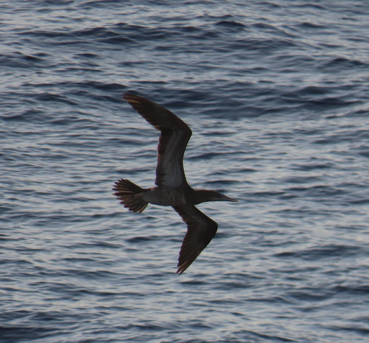 Brown Booby - ML620471713