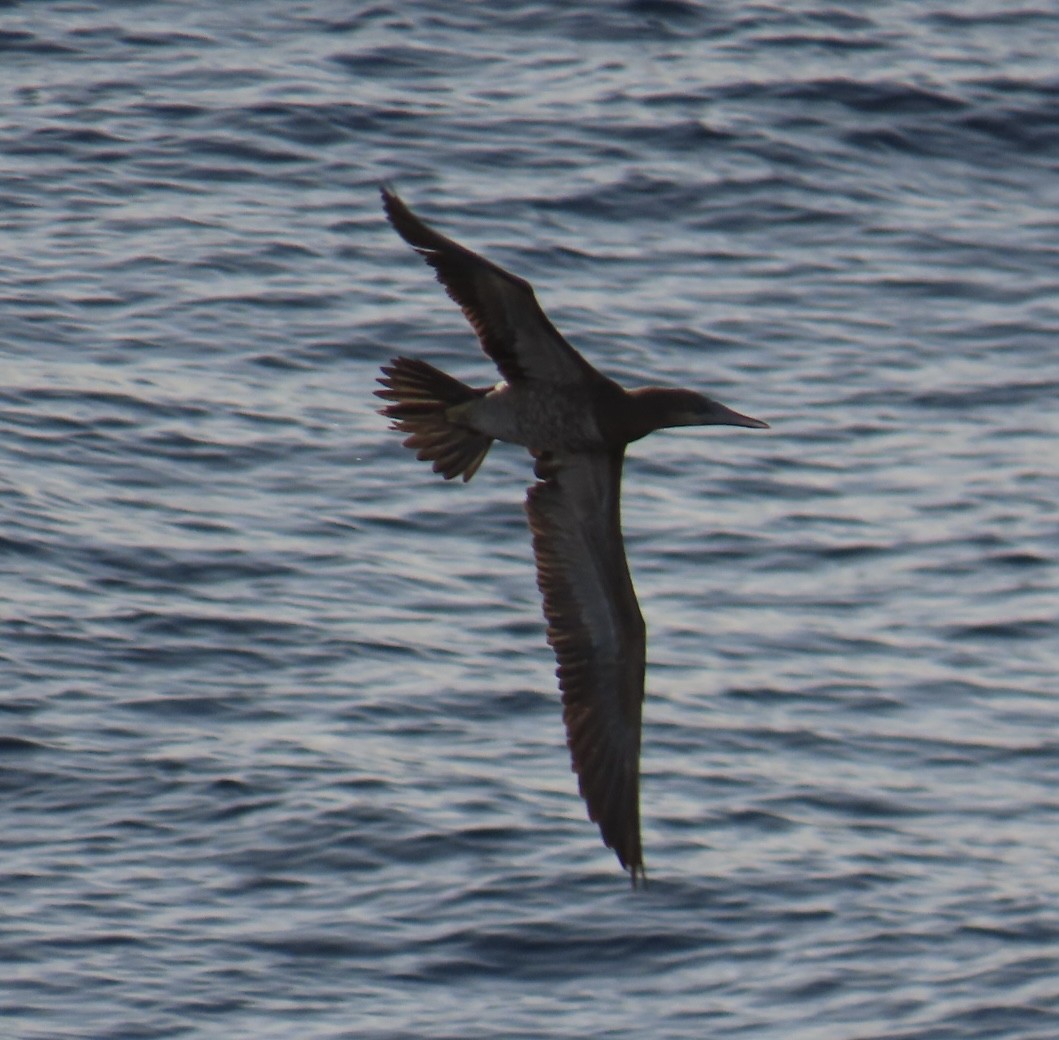 Brown Booby - ML620471714