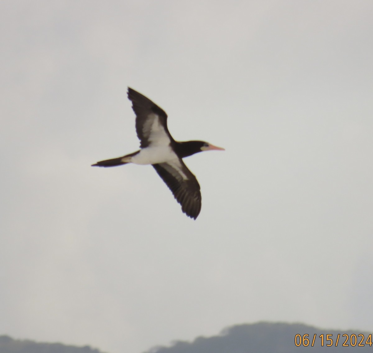 Brown Booby - ML620471715