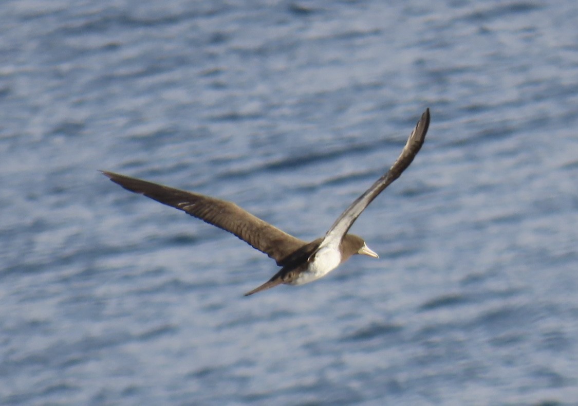 Brown Booby - ML620471716