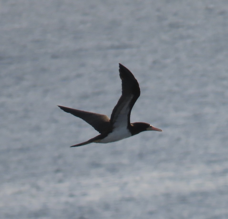 Brown Booby - ML620471717