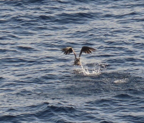 Brown Booby - ML620471718