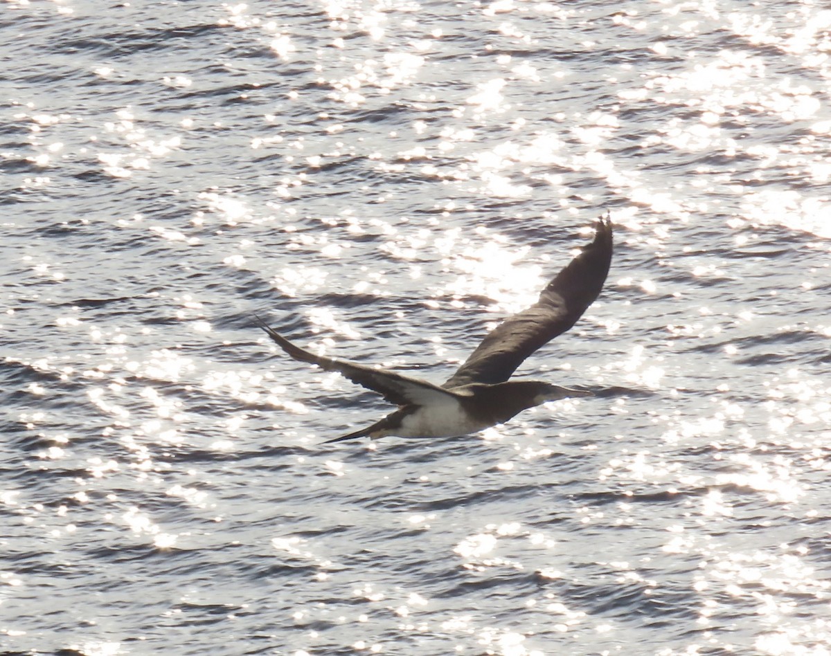 Brown Booby - ML620471719