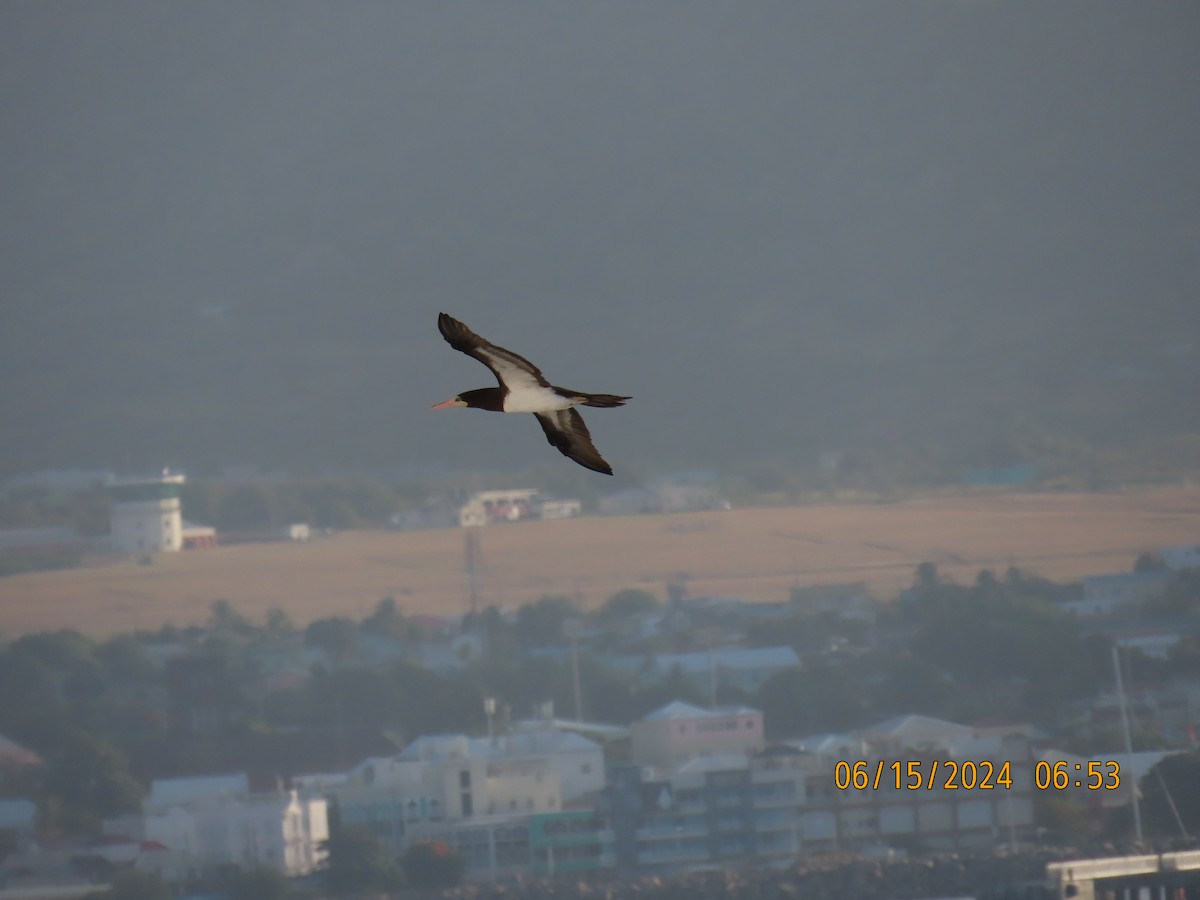 Brown Booby - ML620471720