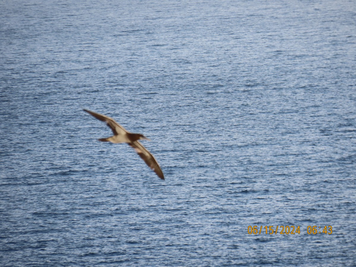 Brown Booby - ML620471721