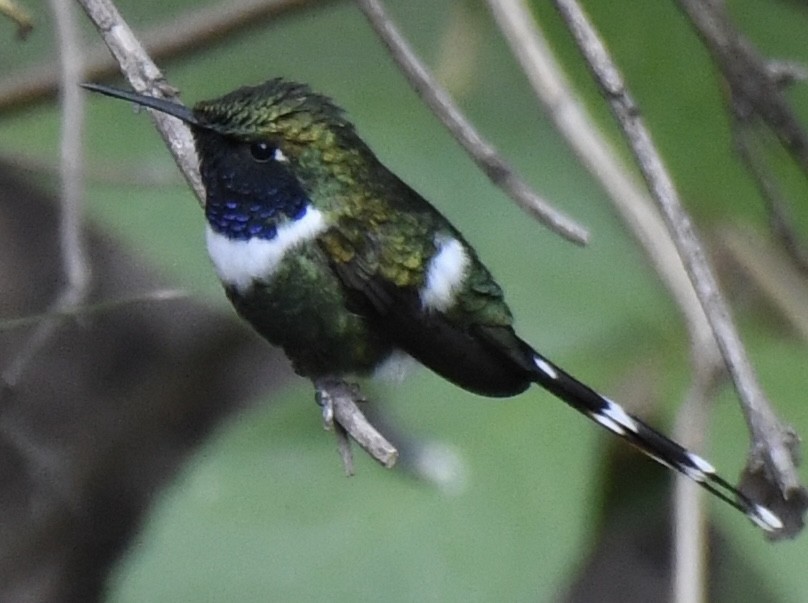 Sparkling-tailed Hummingbird - ML620471725