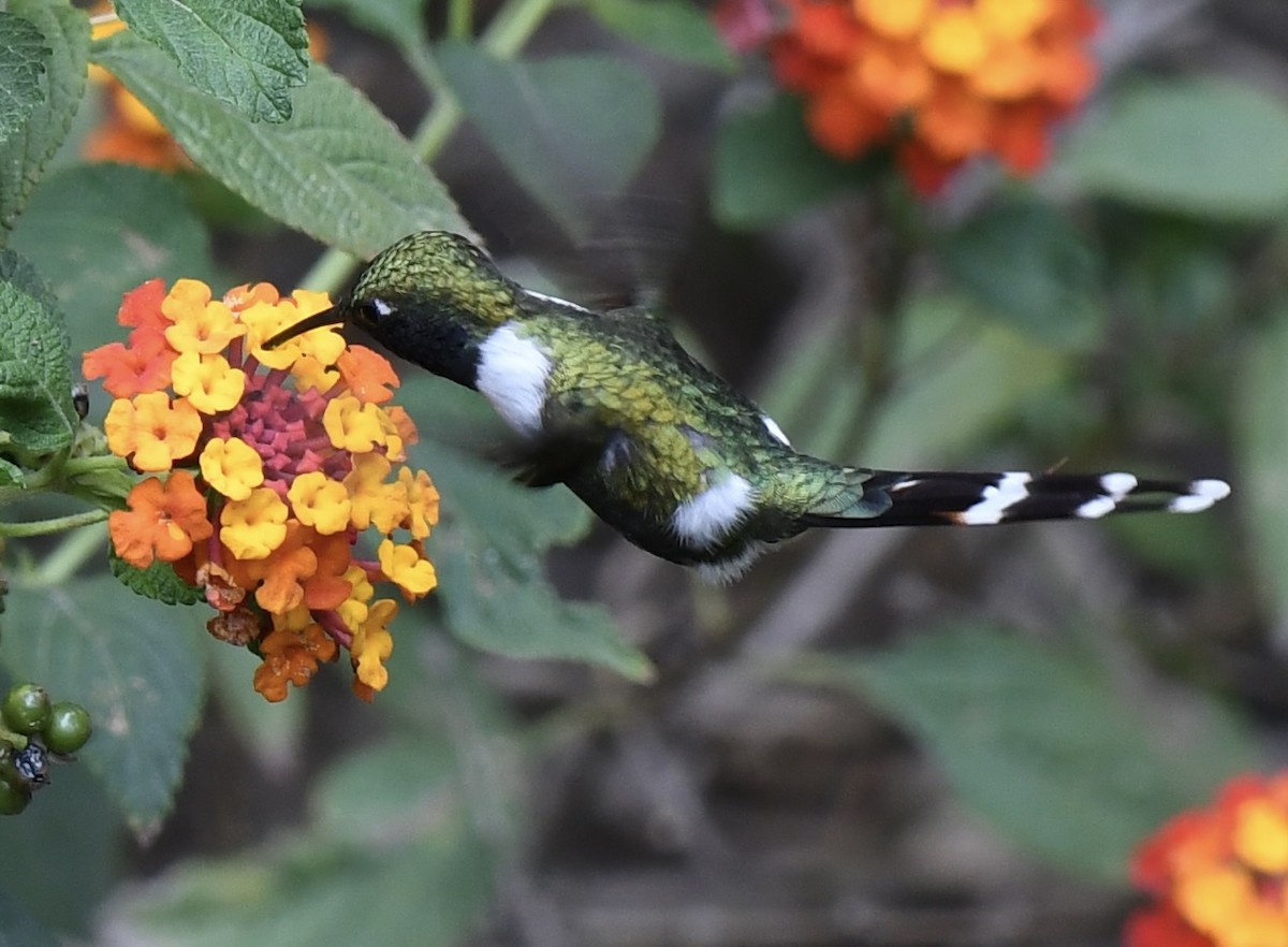 Sparkling-tailed Hummingbird - ML620471726