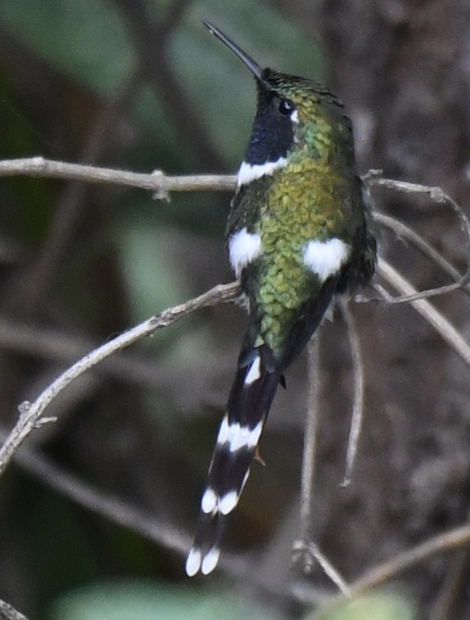 Sparkling-tailed Hummingbird - ML620471727