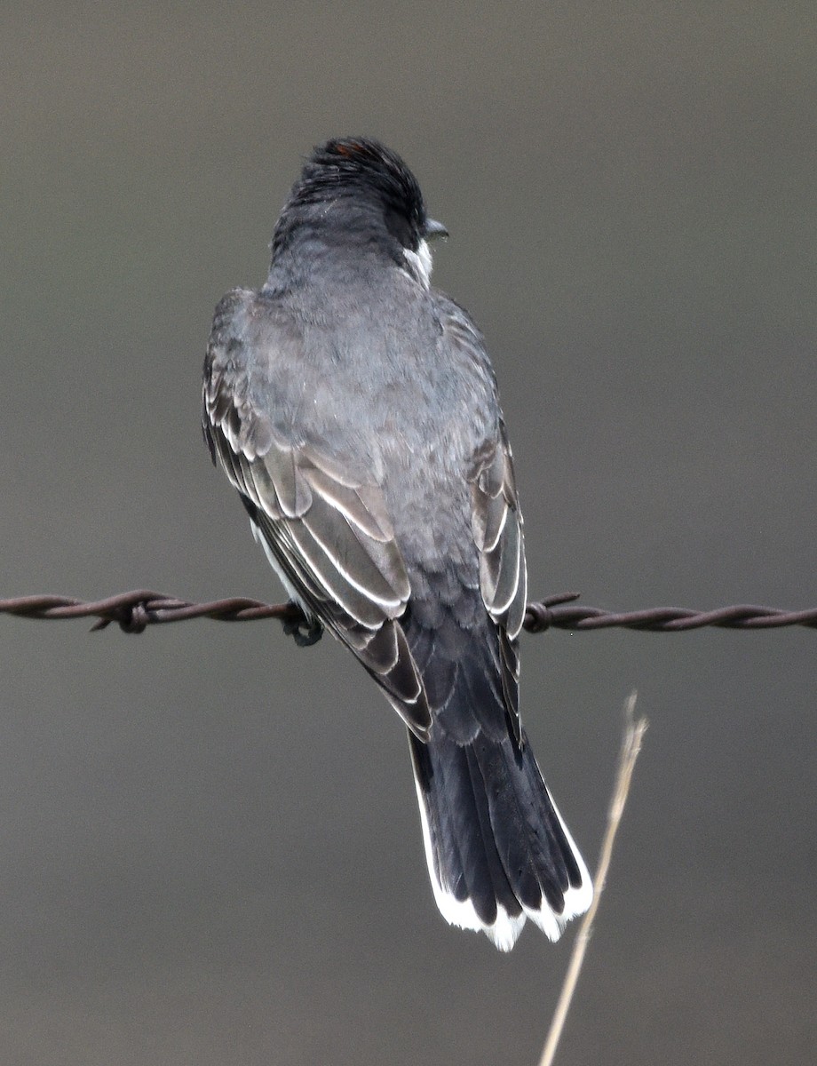 Eastern Kingbird - ML620471730