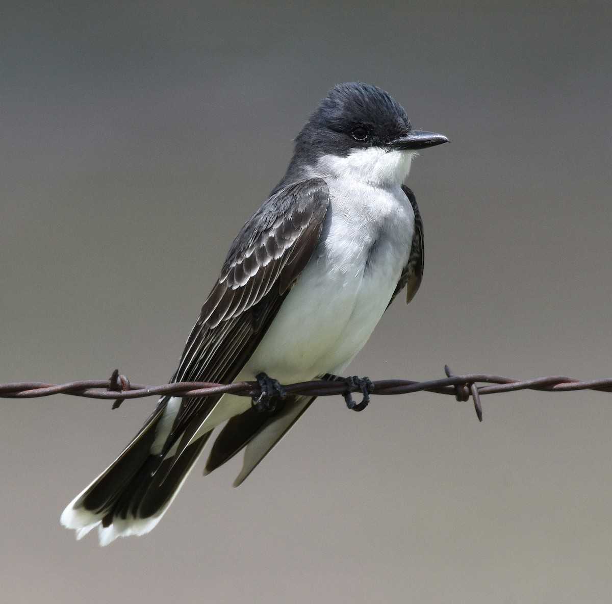 Eastern Kingbird - ML620471732