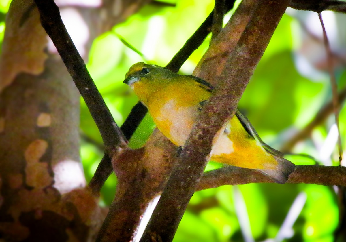 Purple-throated Euphonia - ML620471734