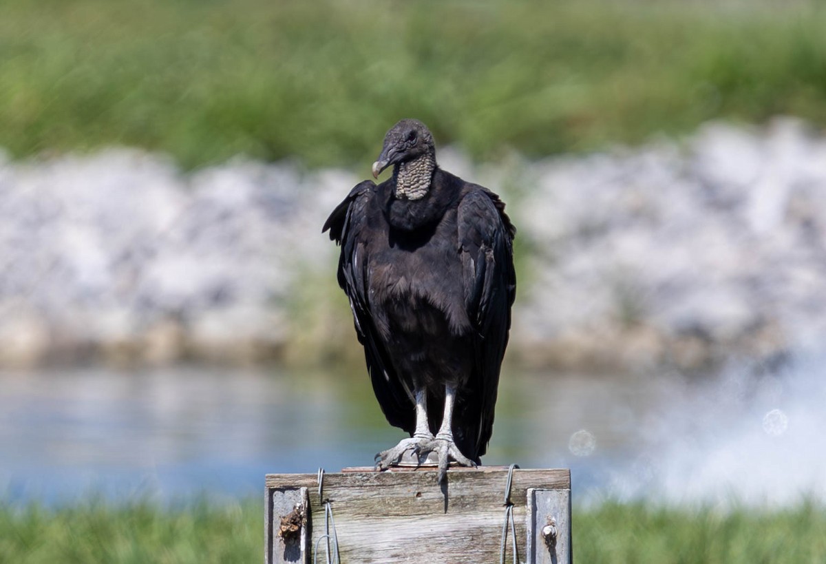 Black Vulture - ML620471735