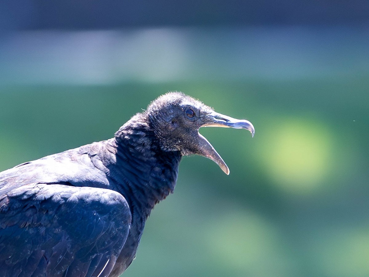 Black Vulture - ML620471736