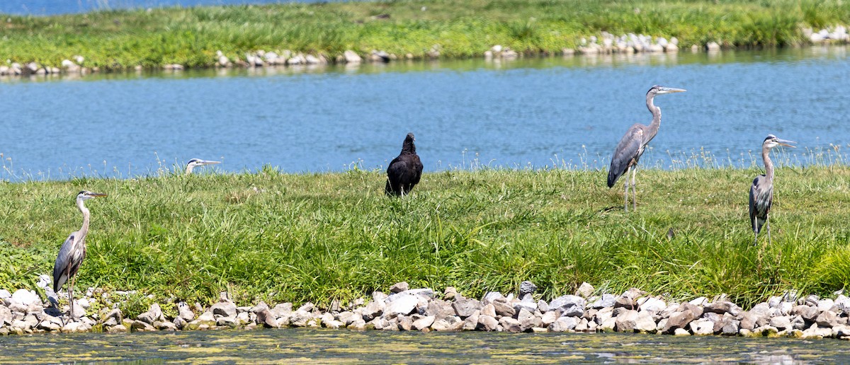 Black Vulture - ML620471737