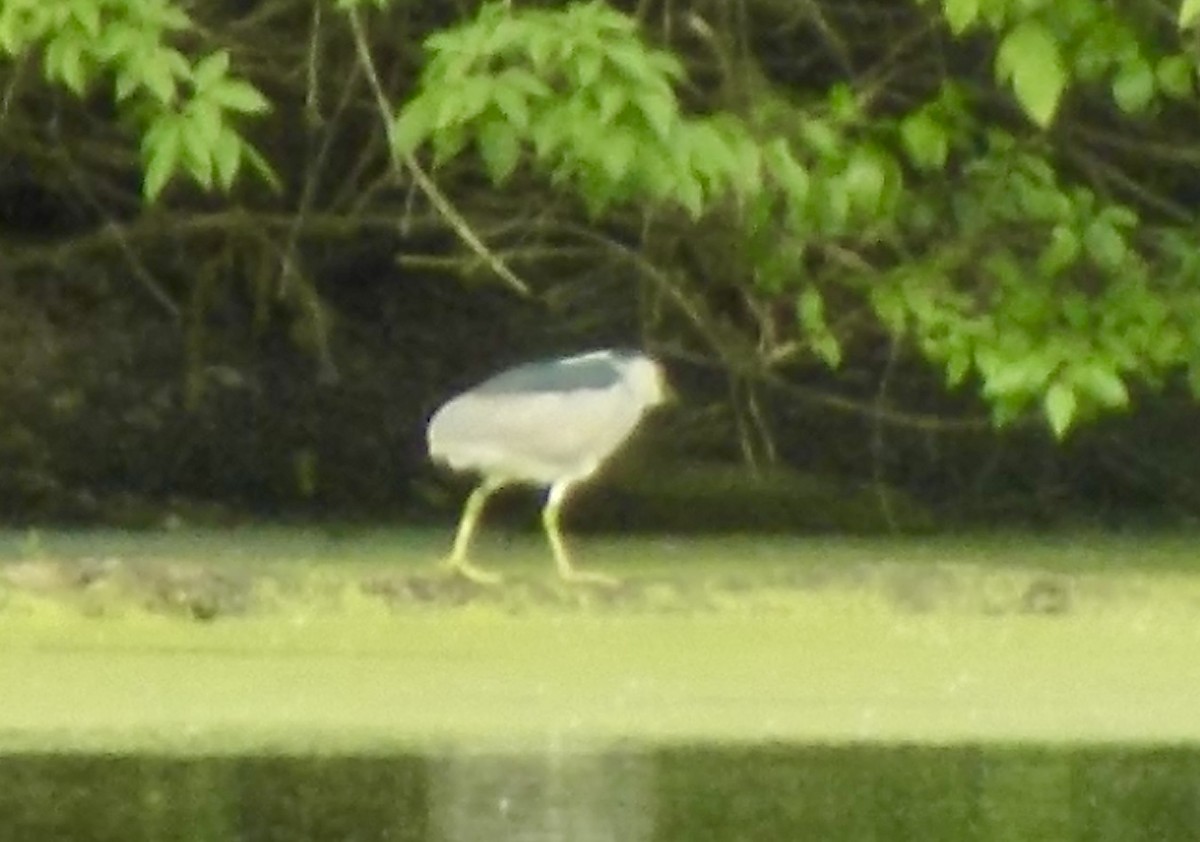 Black-crowned Night Heron - ML620471738