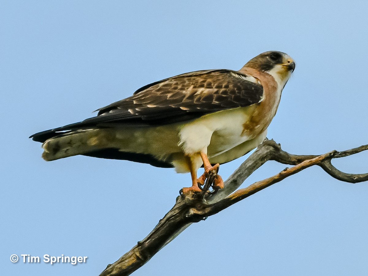 Swainson's Hawk - ML620471741