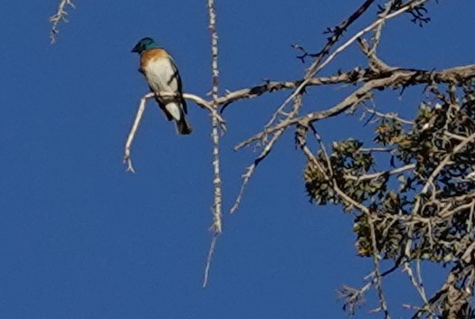 Lazuli Bunting - ML620471745