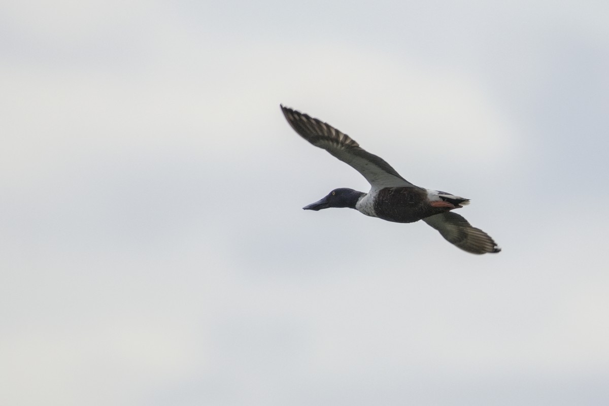 Northern Shoveler - ML620471750