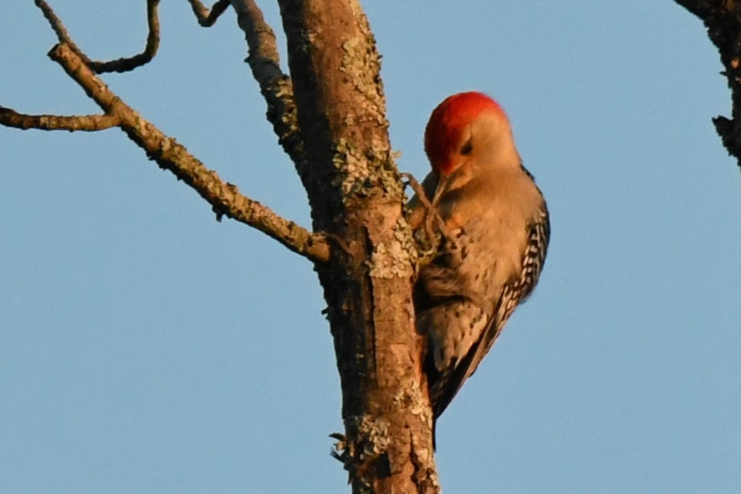 Red-bellied Woodpecker - ML620471751