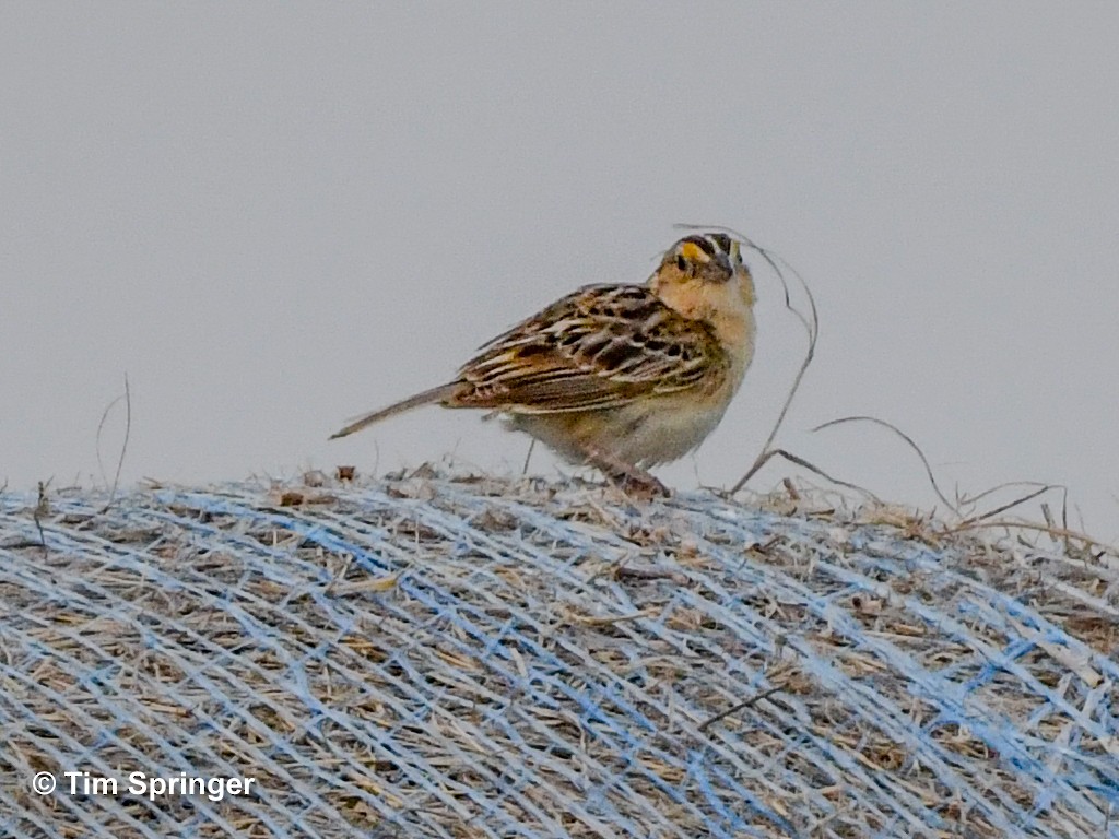 Grasshopper Sparrow - ML620471752