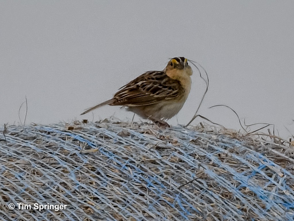 Grasshopper Sparrow - ML620471753