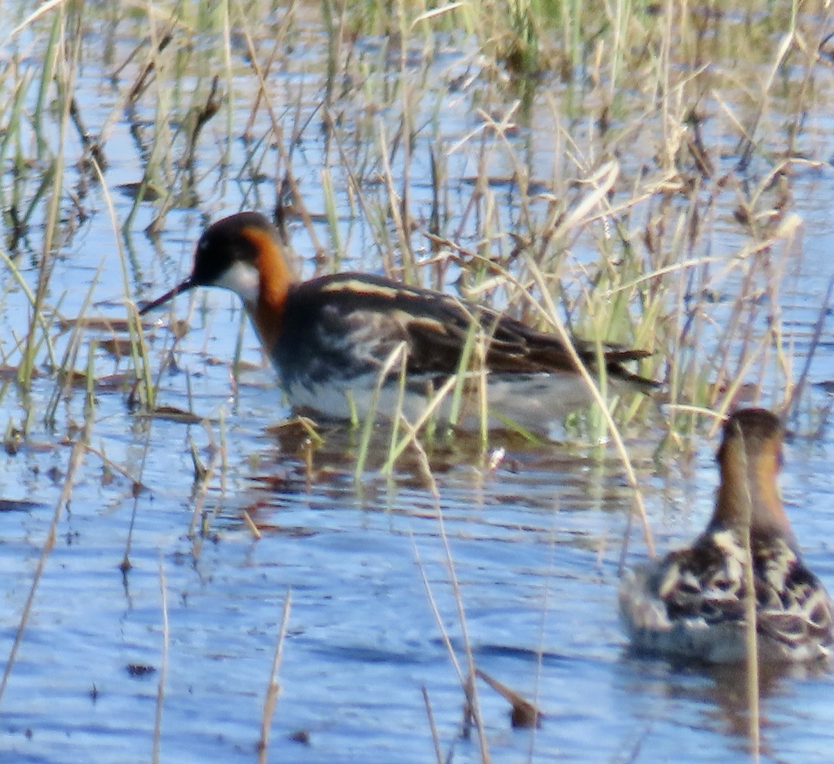 Red-necked Phalarope - ML620471754