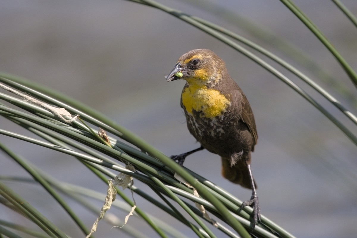 Yellow-headed Blackbird - ML620471758