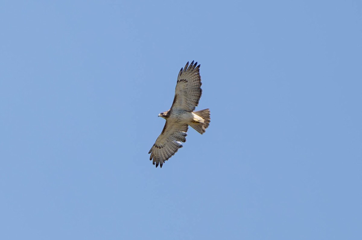 Red-tailed Hawk - ML620471764