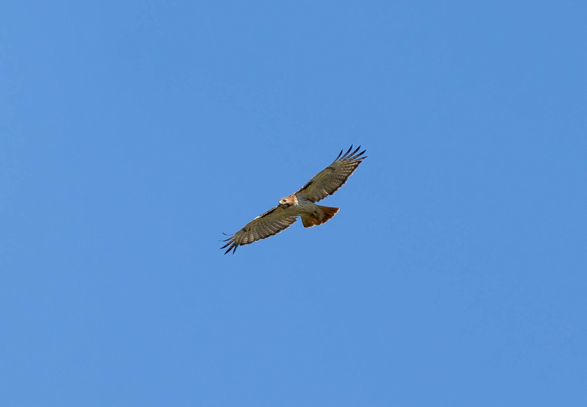Red-tailed Hawk - ML620471765