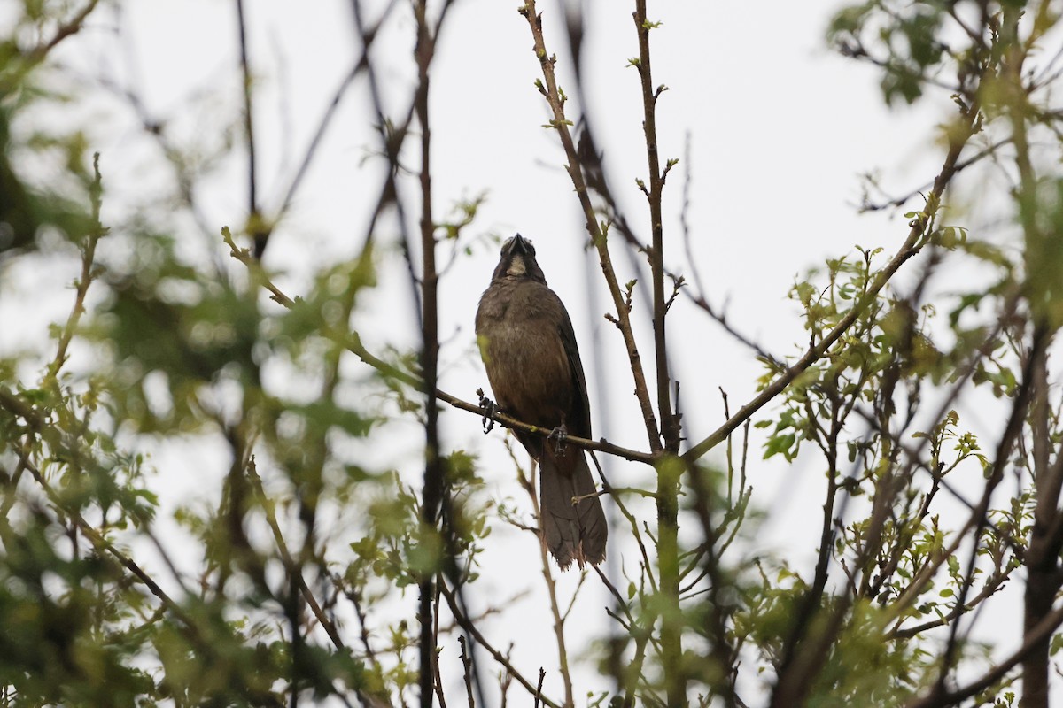 Cinnamon-bellied Saltator - ML620471768