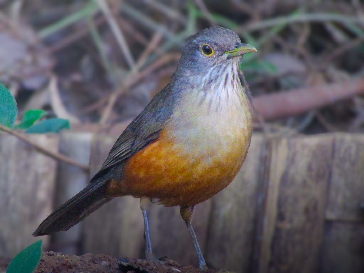 Rufous-bellied Thrush - ML620471769