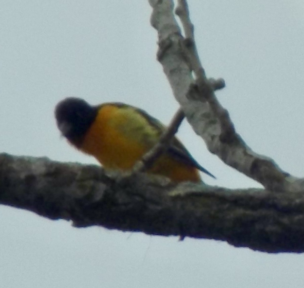 Baltimore Oriole - ML620471771