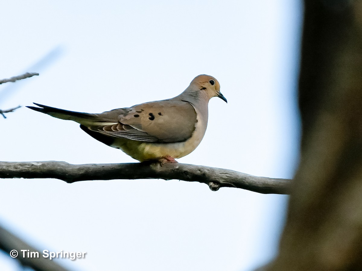 Mourning Dove - ML620471773