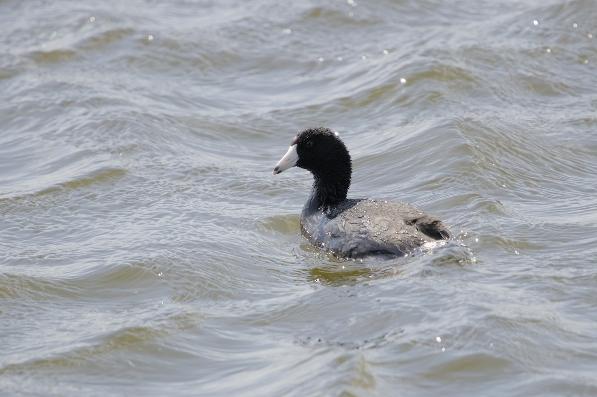 American Coot - ML620471776