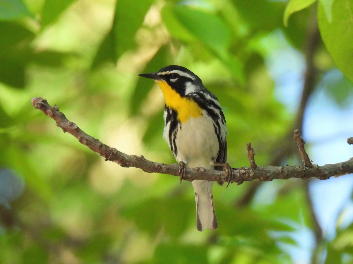 Yellow-throated Warbler - ML620471778