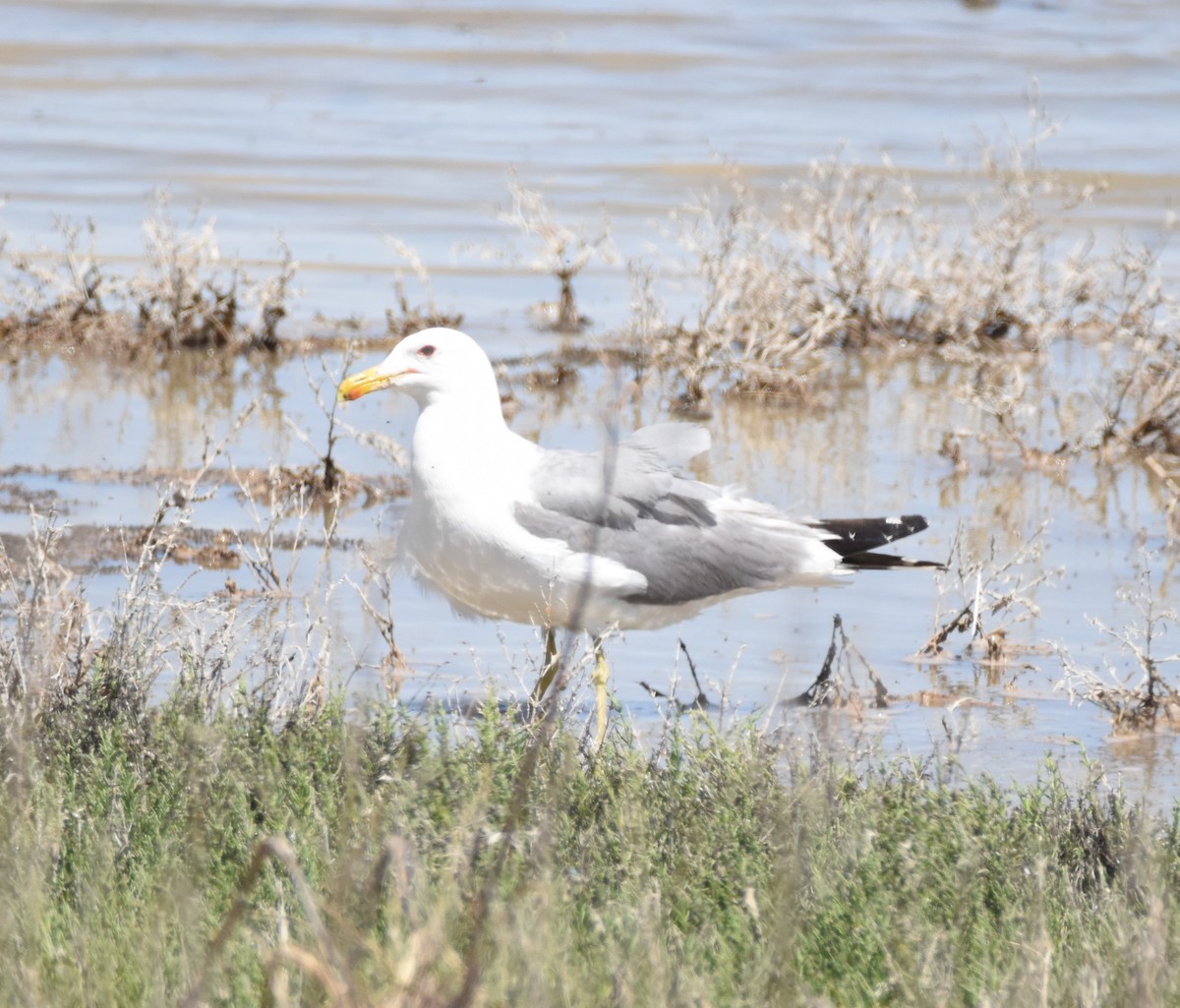 California Gull - ML620471781