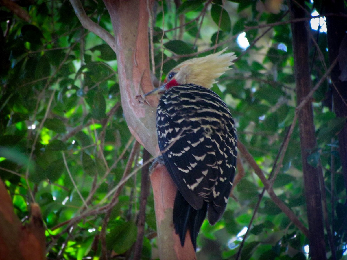 Blond-crested Woodpecker - Gustavo Xeres