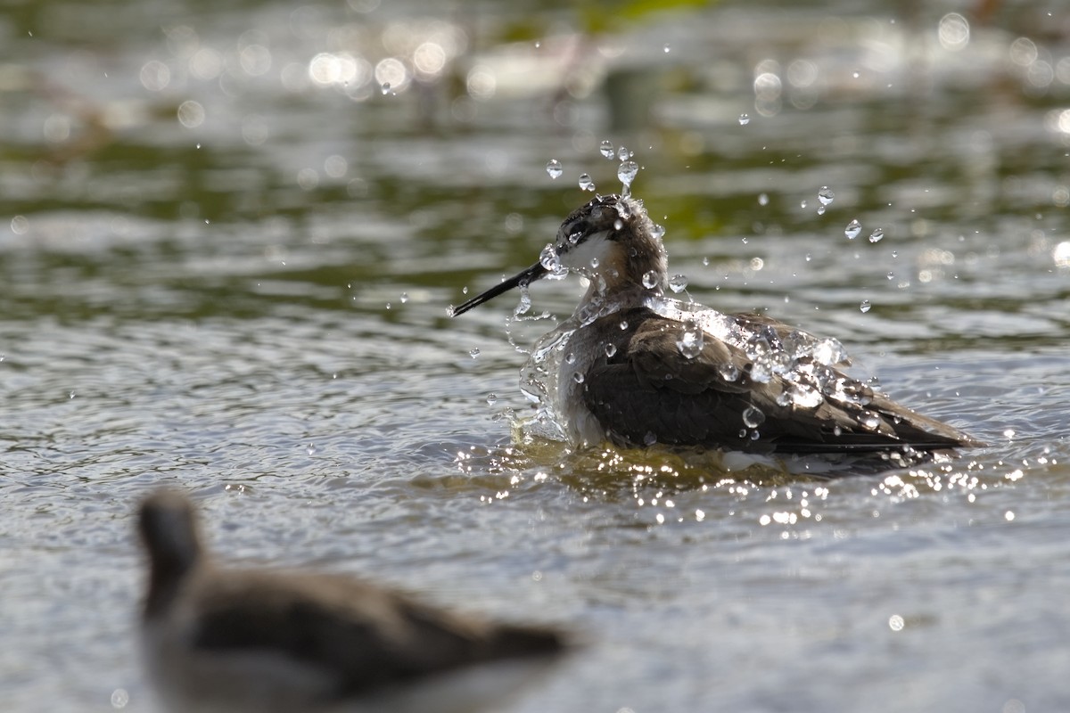 hvithalesvømmesnipe - ML620471788