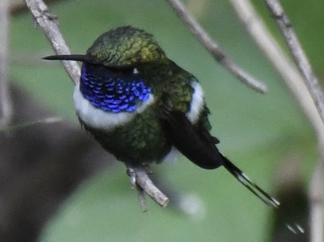 Sparkling-tailed Hummingbird - ML620471791