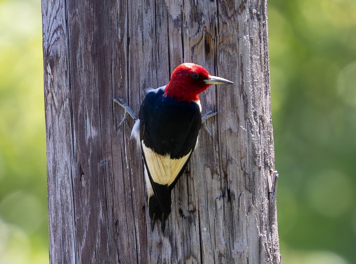 Red-headed Woodpecker - ML620471792