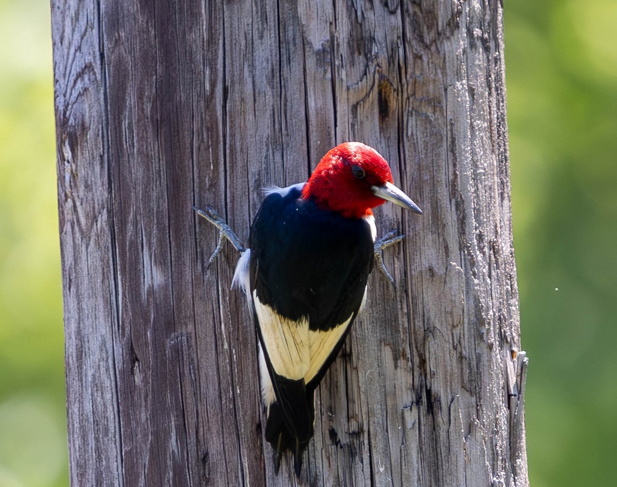 Red-headed Woodpecker - ML620471793