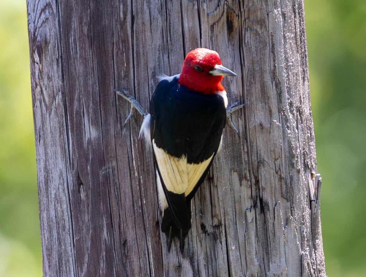 Red-headed Woodpecker - ML620471794