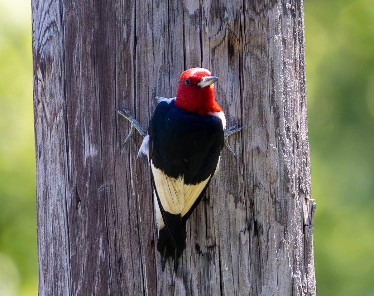 Red-headed Woodpecker - ML620471795