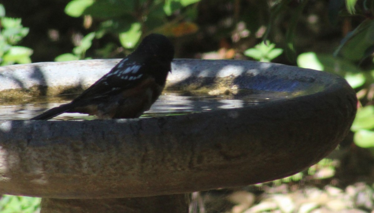Spotted Towhee - ML620471796