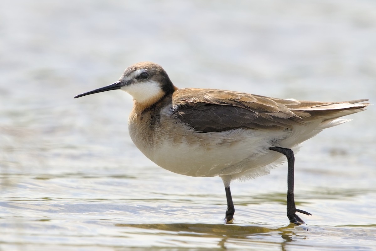 Phalarope de Wilson - ML620471798