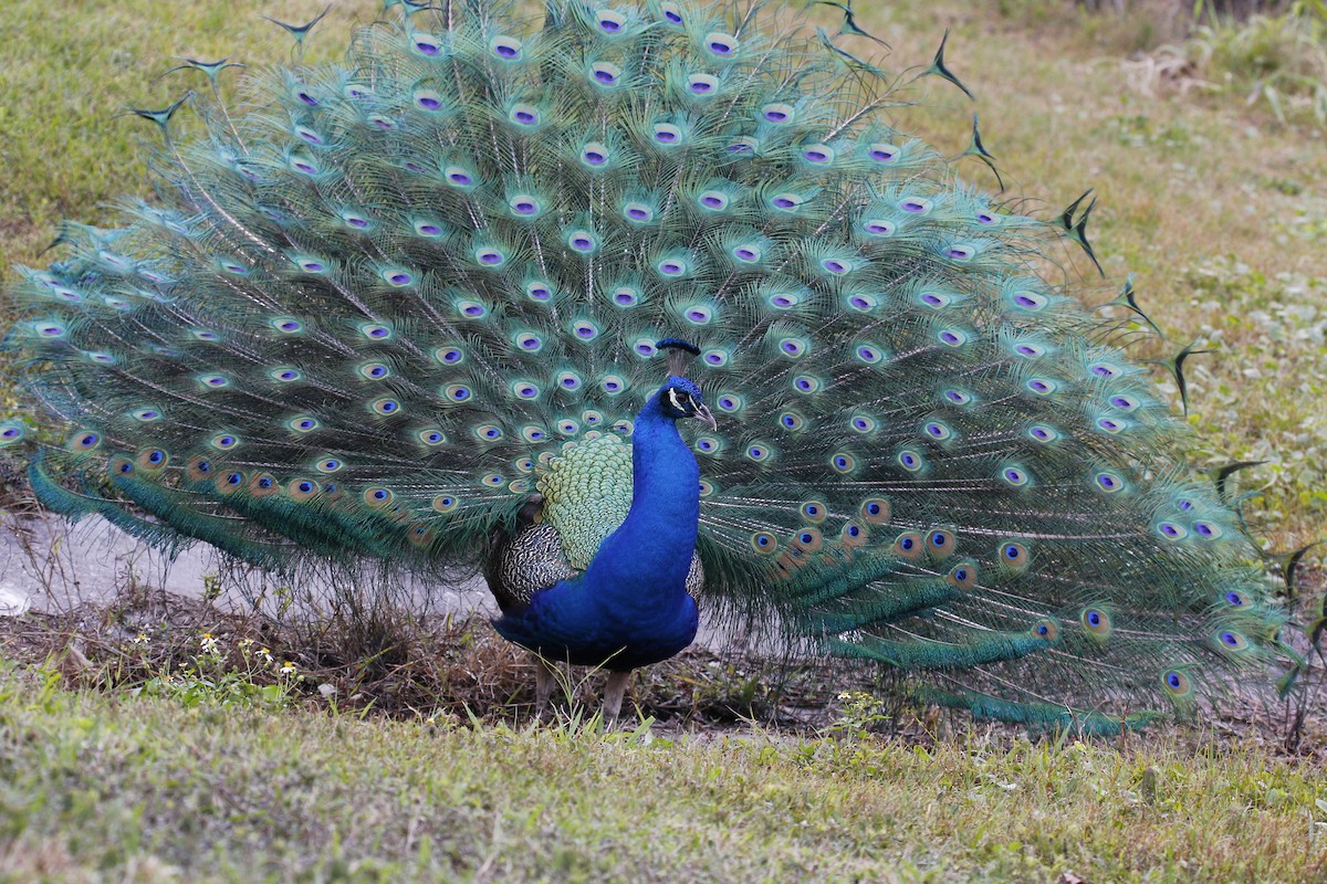 Indian Peafowl - ML620471801