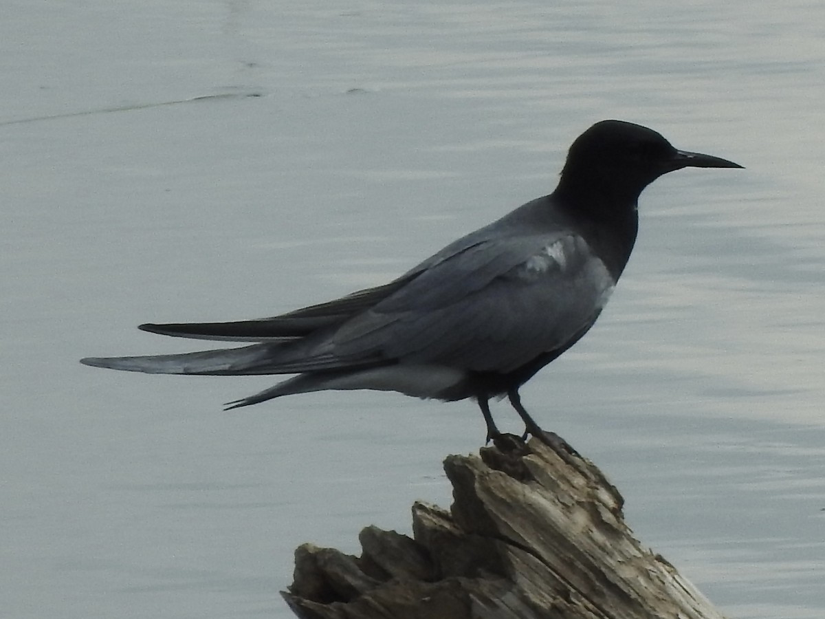 Black Tern - ML620471805